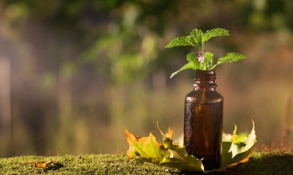 Braunglasfläschchen mit grünem Heilpflanzenzweig und zarter Blüte, stehend auf Moosboden in natürlicher Umgebung, umgeben von Herbstlaub – symbolische Darstellung für die naturheilkundliche und homöopathische Ausrichtung der Hausarztpraxis Neumünden in Hann. Münden.